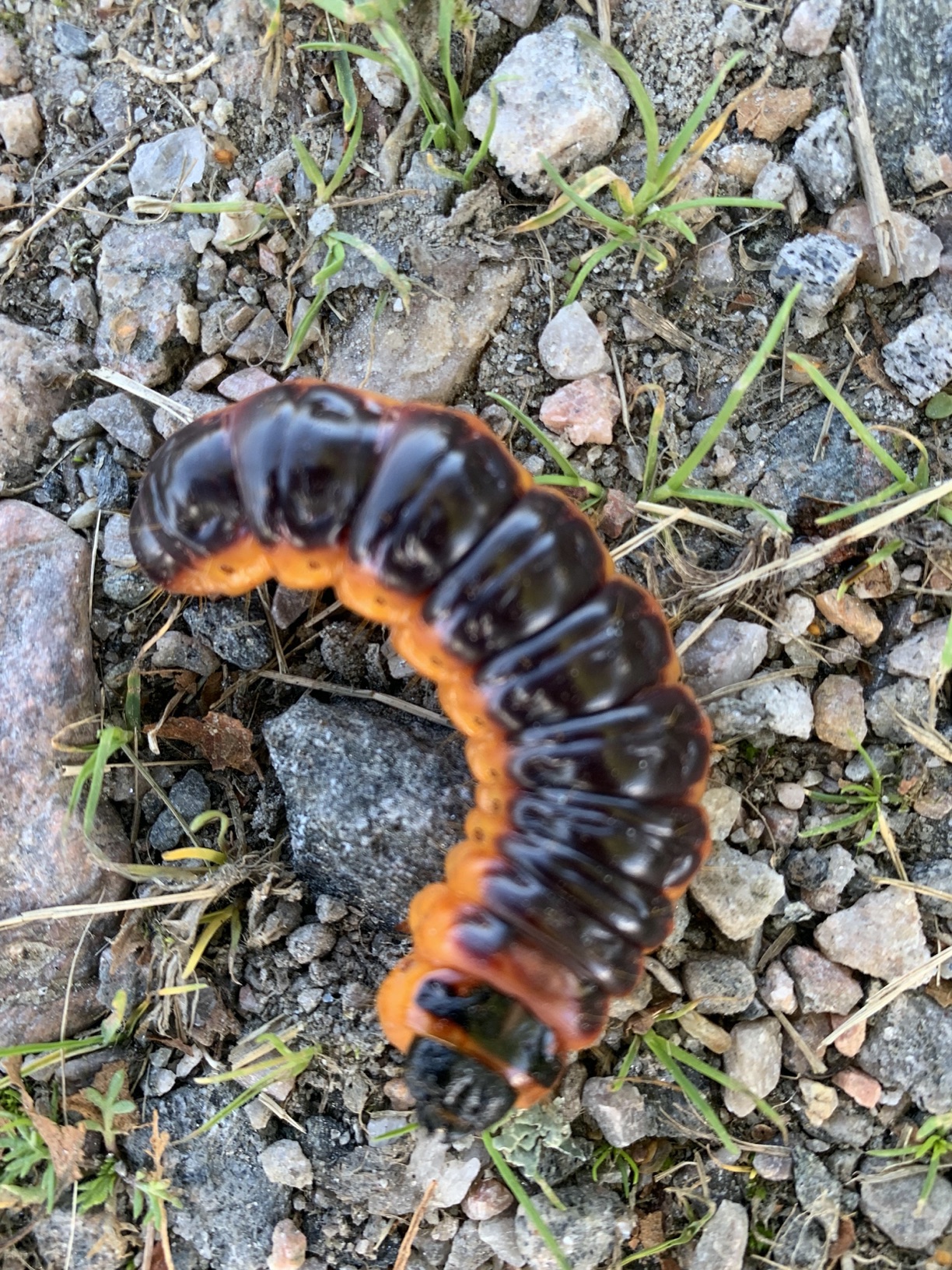 Träfjärils Larv (Cossidae)
Tredreper (Cossus cossus)